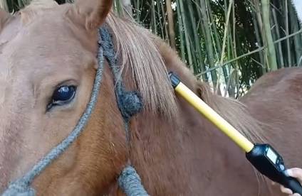 Recuperaron un caballo robado del Mercado de Haciendas durante una investigación